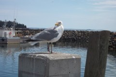 Bay-of-Fundy-Bicycle-Tour-2018-ACC-0079