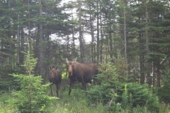 Cape-Breton-Island-Tour-2015-ACC-0105