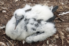 Gaspe-Tour-2013-John.Webb-0082