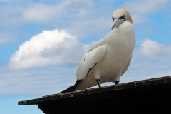 Gaspe-Tour-2013-John.Webb-0083