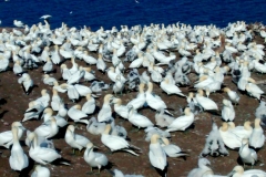 Gaspe-Tour-2015-Sigrid-Junkerman-0008