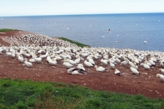 Gaspe-Tour-2013-John.Webb-0072