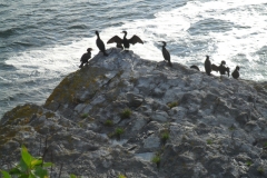 Gaspe-Tour-2019-ACC-0117
