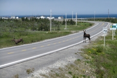 Newfoundland-Tour-1997-2009-ACC-0078