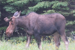 Newfoundland-Tour-2010-ACC-0042