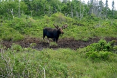 Newfoundland Tour 2012 Album
