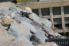 Newfoundland-Tour-2012-ACC-0024