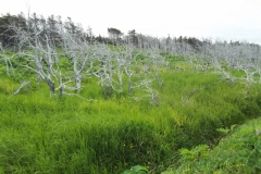 Newfoundland-Tour-2015-ACC-0072