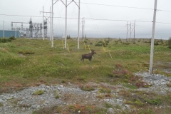 Newfoundland-Tour-2016-ACC-0125