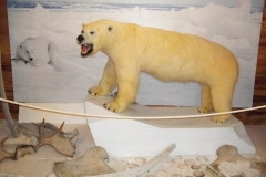Newfoundland-Tour-2017-ACC-0163