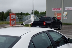 Newfoundland-Tour-2019-Gary-001