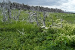 Newfoundland-Tour-2022-ACC-0073