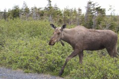 Newfoundland-Tour-1997-2009-ACC-0135