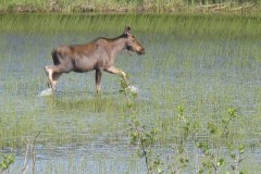 Newfoundland-Tour-2010-ACC-0148