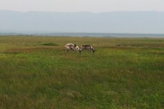 Newfoundland-Tour-2013-Unknown-0002