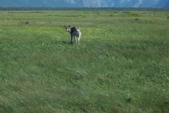 Newfoundland-Tour-2014-ACC-0185