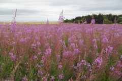 Prince-Edward-Island-East-Tour-2017-ACC-0044