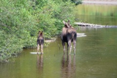Saguenay-Lac-St-Jean-Bicycle-Tour-2009-ACC-0014