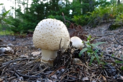 Saguenay-Lac-St-Jean-Bicycle-Tour-2011-ACC-0152