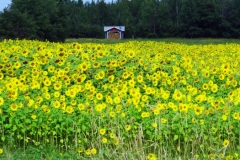 Saguenay-Lac-St-Jean-Bicycle-Tour-2014-John-Webb-0048